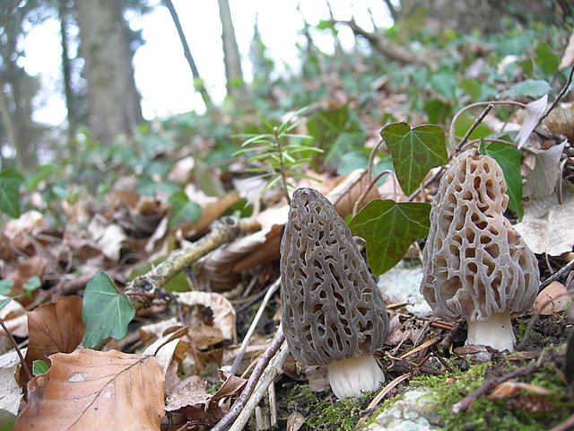 Il Tempo delle Morchelle